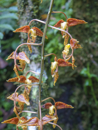 Gongora rufescens, photograph 2