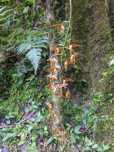 Gongora rufescens, photograph 3