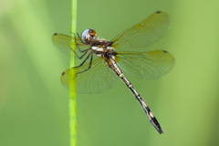 Macrothemis imitans
