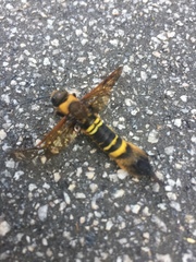 Eriotremex formosanus