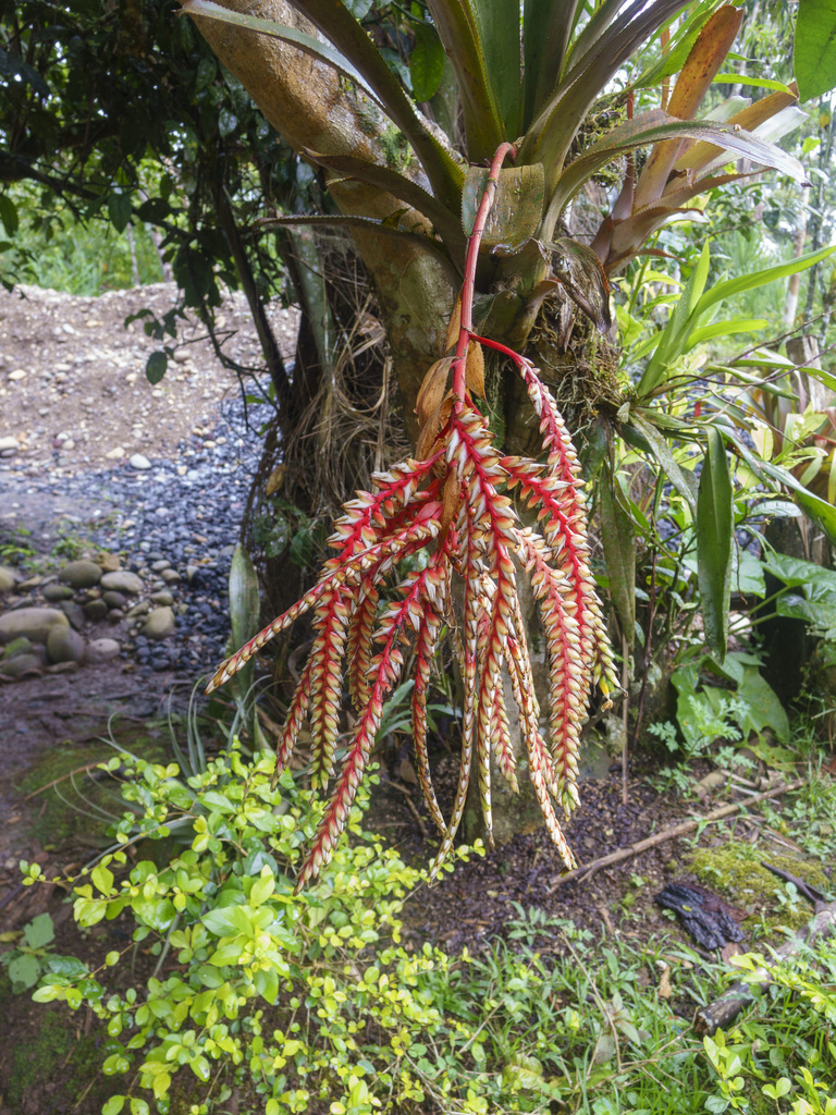 Aechmea retusa; photograph Frank Dietze, CC BY, iNaturalist via GBIF