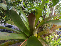Frank Dietze, CC BY, iNaturalist via GBIF Aechmea retusa, photograph Frank Dietze, CC BY, iNaturalist via GBIF