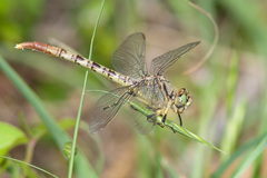 Arigomphus submedianus