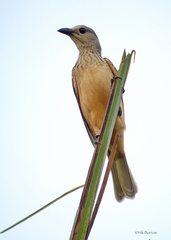 Chlamydera cerviniventris