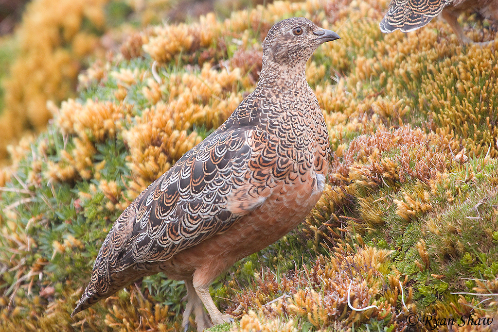 Large Seedsnipes