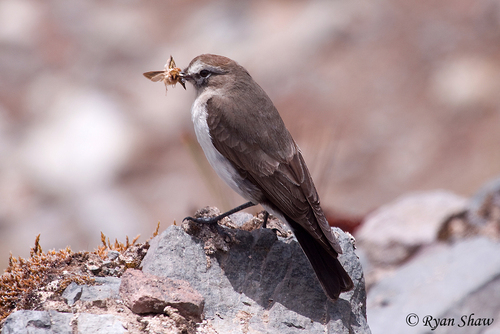 Muscisaxicola alpinus (Jardine, 1849)