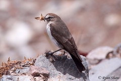 Paramo Ground Tyrant photo 2