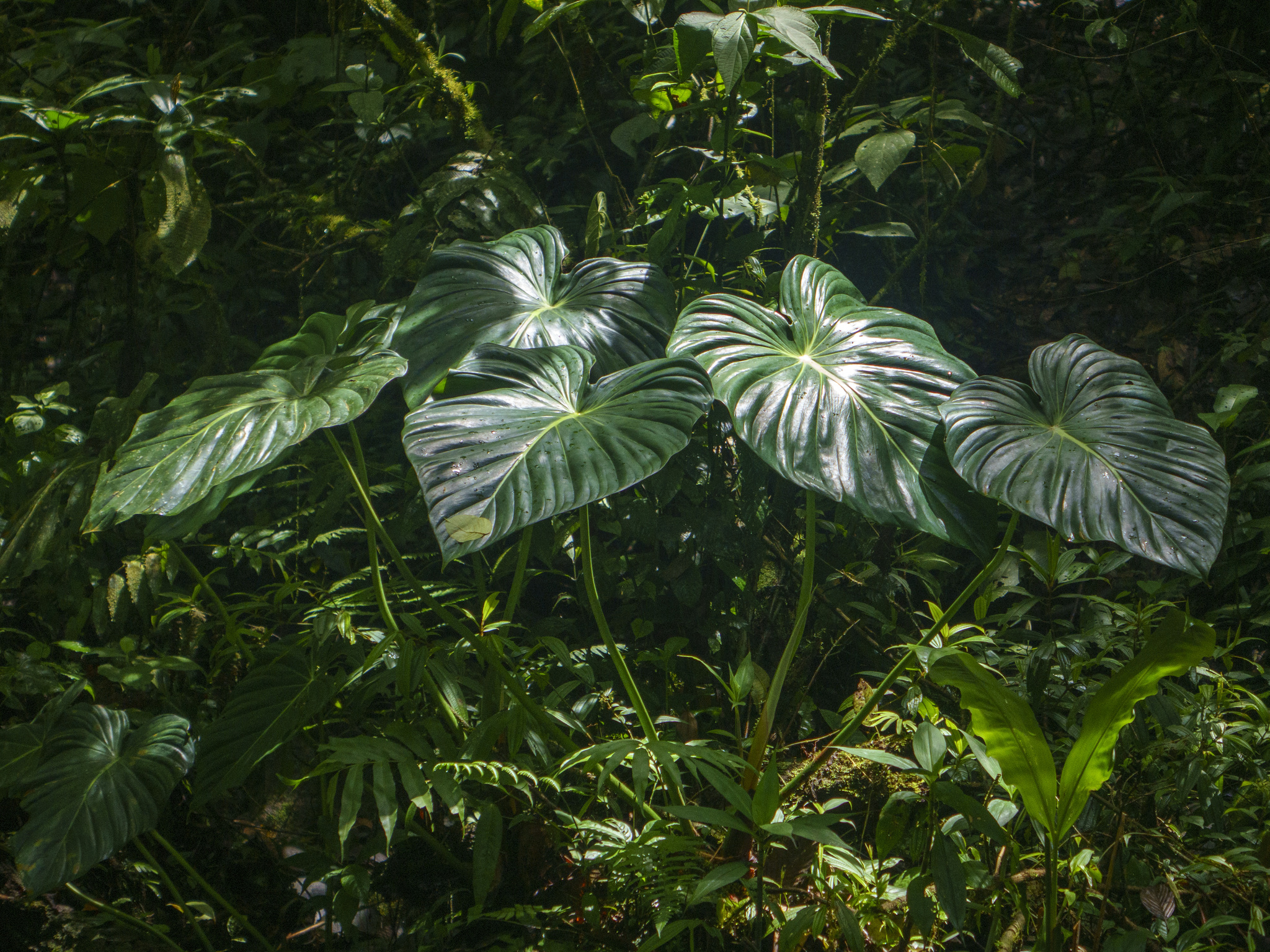 Philodendron pastazanum