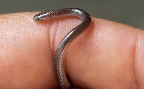 Dainty Blind Snake