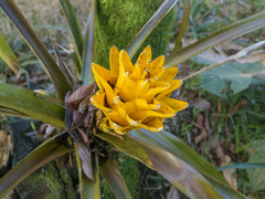 Aechmea nidularioides, photograph (c) Frank Dietze, some rights reserved (CC BY)