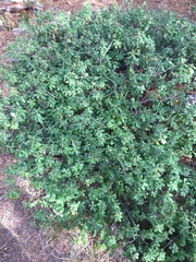 Rhododendron columbianum