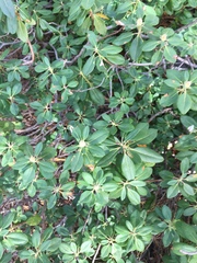 Rhododendron columbianum