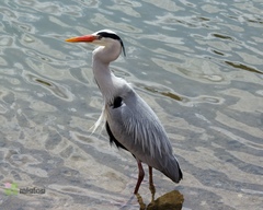 Ardea cinerea