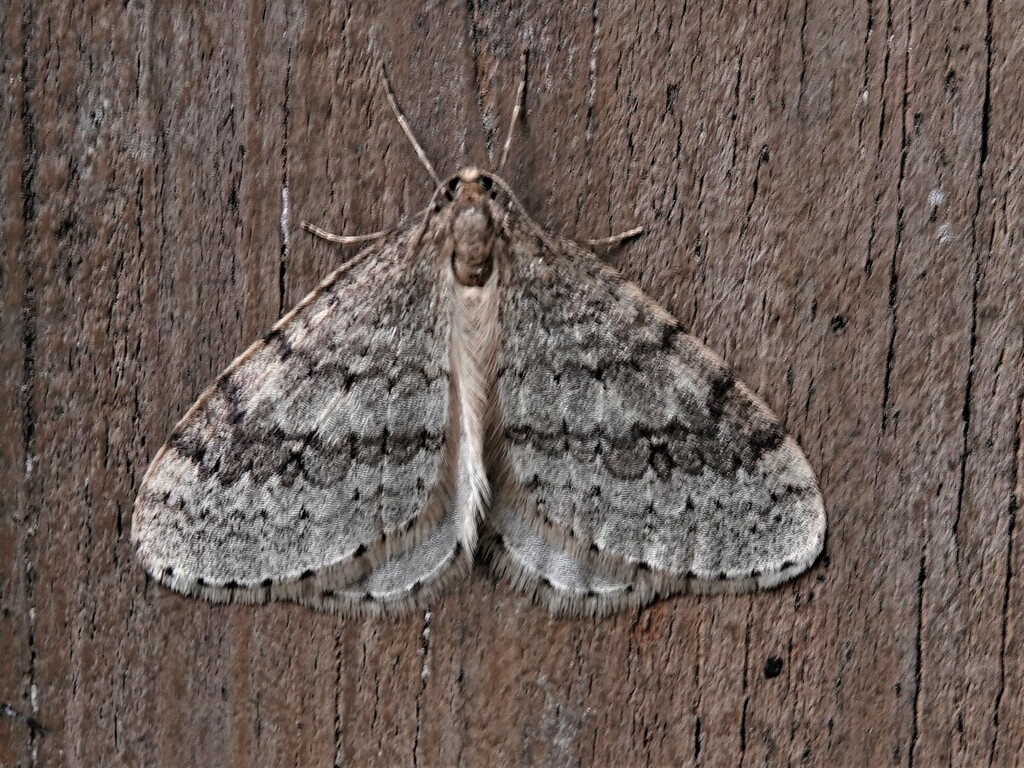 Bruce Spanworm Moth from Rainy River District, ON, Canada on October 22 ...