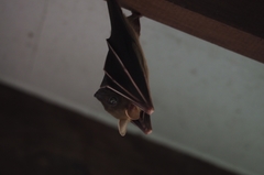 Cynopterus brachyotis