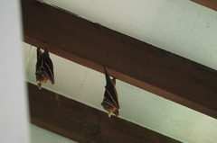 Cynopterus brachyotis