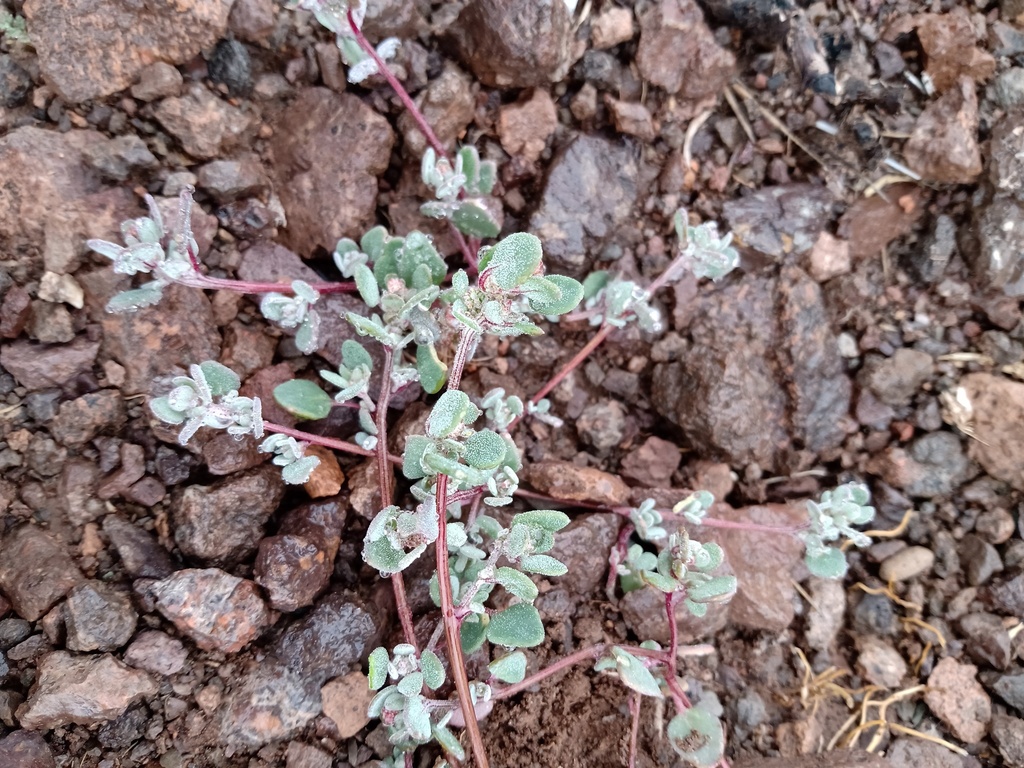 Oxybasis frigida