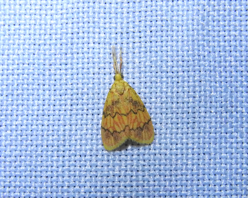 Talara ditis