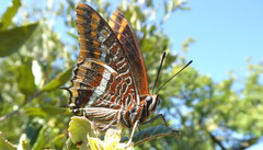 Charaxes jasius