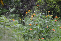 Tithonia rotundifolia image