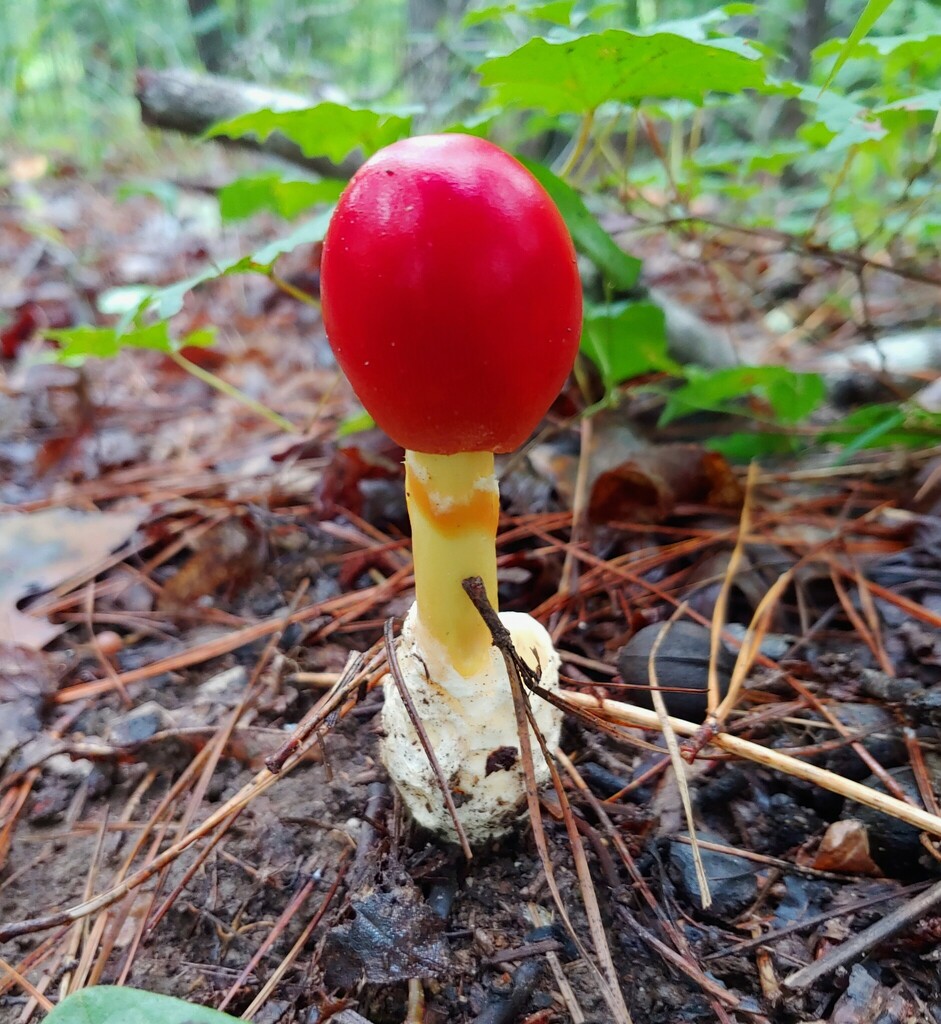 Jackson's slender Caesar from Dekalb County, GA, USA on September 5 ...