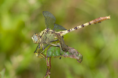 Arigomphus submedianus
