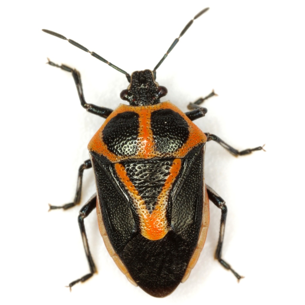 Perillus strigipes