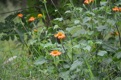 Tithonia rotundifolia image