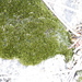 Grimmia consobrina - Photo (c) Tony Rebelo,  זכויות יוצרים חלקיות (CC BY-SA), הועלה על ידי Tony Rebelo