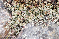Oscularia caulescens, photograph (c) Tony Rebelo, some rights reserved (CC BY-SA)