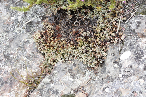 Image of Oscularia caulescens by (c) Tony Rebelo, some rights reserved (CC BY-SA)