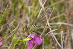 Arigomphus submedianus