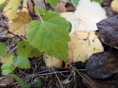 Betula neoalaskana