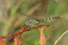 Arigomphus submedianus