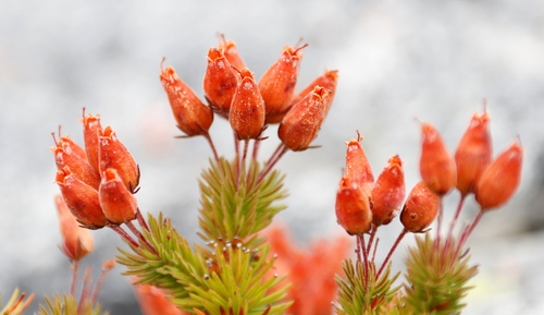 Image of Erica doliiformis by (c) Tony Rebelo, some rights reserved (CC BY-SA)