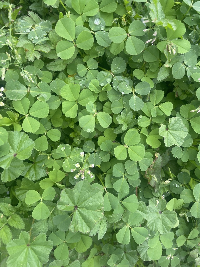 bur clover from Chipman Junior High School, Bakersfield, CA, US on