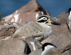 Great Stone-Curlew photo 4