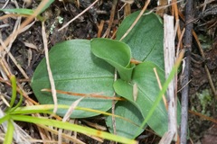 Spiranthes lacera lacera