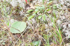 Spiranthes lacera lacera