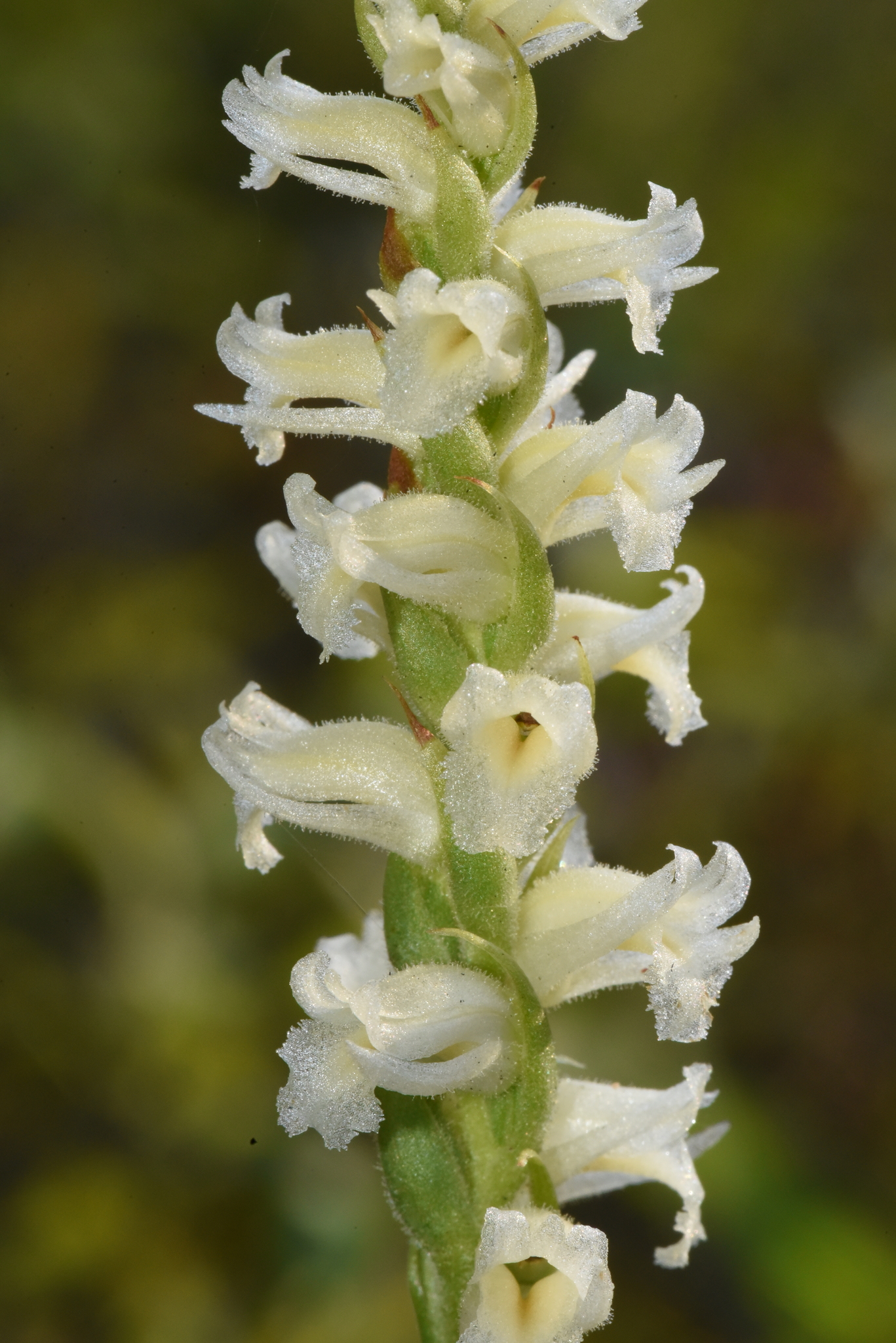 Spiranthes ochroleuca
