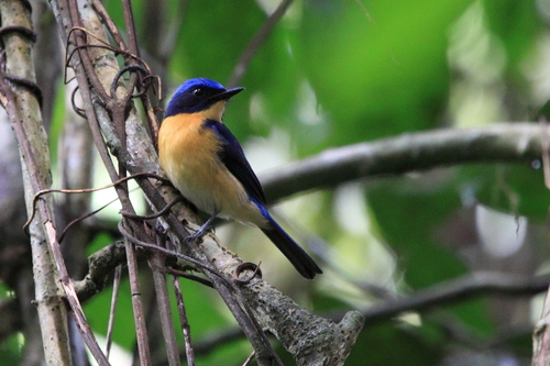 Bornean Blue Flycatcher (Cyornis superbus), photo 2