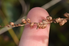 Spiranthes lacera lacera