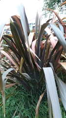 Phormium