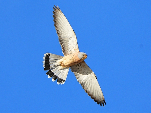 Lesser Kestrel