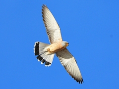 Lesser Kestrel photo 3