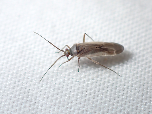 Lopus decolor (Fallen, 1807)