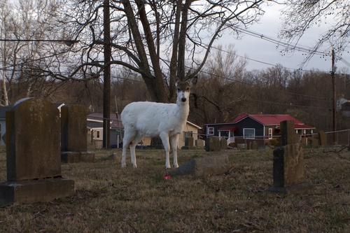White-tailed Deer photographed in Kentucky