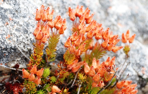 Image of Erica doliiformis by (c) Tony Rebelo, some rights reserved (CC BY-SA)