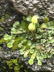 Asterella palmeri