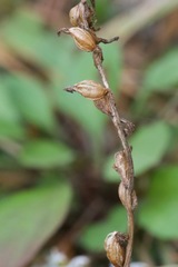 Spiranthes lacera lacera
